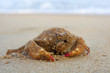 Funny  crab with long hair  on the beach