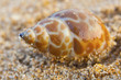 Beautiful white sea shell on sand background