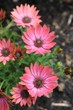 Foto: Osteospermum - African daisy Osteospermum - African daisy