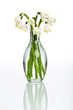 Schneeglöckchen | Frühling | Blumen | Spring |