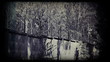 Barbed wire fence. Vintage 8 mm footage.