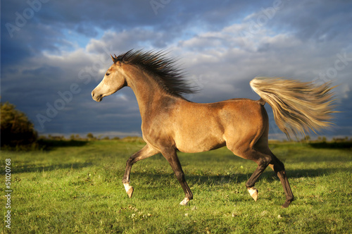 Photo: Pferd Pferd