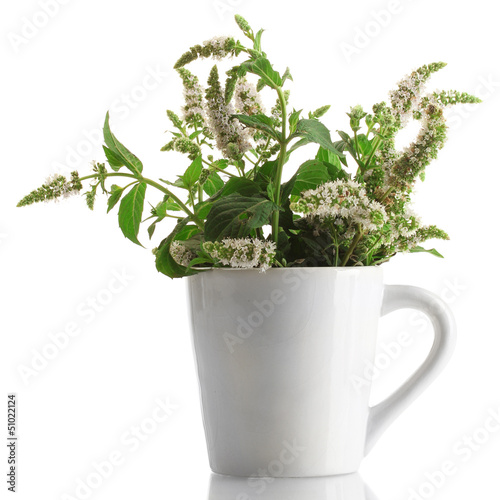 Photo: fresh mint with flowers in cup, isolated on white fresh mint with flowers in cup, isolated on white