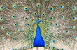 Photo: Peacock Peacock