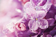 Lilac flowers background