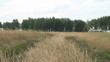 field and forest