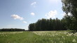 meadow and forest in summer