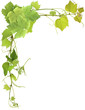 coin de vigne