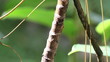 ants walk along a branch