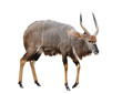 nyala isolated on white background