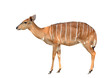nyala isolated on white background