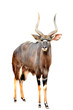 nyala isolated on white background