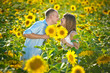 Photo: loving young couple in a field of sunflowers loving young couple in a field of sunflowers