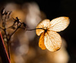 Dry leaves-petals in sunlight