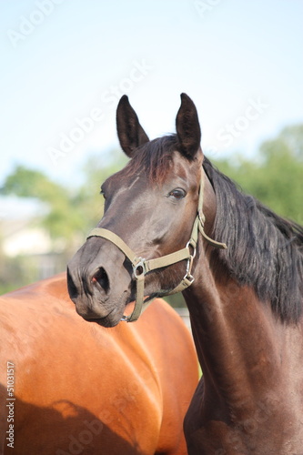 Photo: Black horse taking a deep breath of air Black horse taking a deep breath of air
