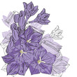 purple bells on white background