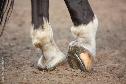 Photo: Horse hoofs with horseshoe close up Horse hoofs with horseshoe close up