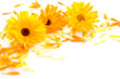 Ringelblumen und Blütenblätter