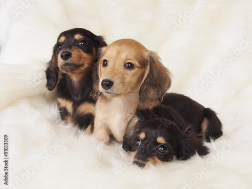 Photo: 3匹のミニチュアダックスの子犬 3匹のミニチュアダックスの子犬