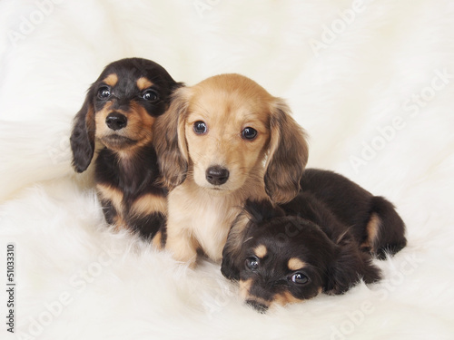 Photo: ミニチュアダックスの3兄弟 ミニチュアダックスの3兄弟