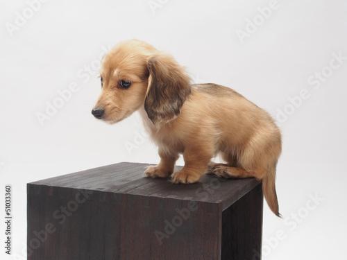 Photo: 箱にのったミニチュアダックスの子犬 箱にのったミニチュアダックスの子犬