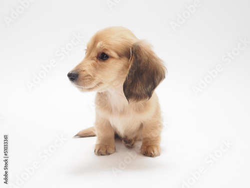 Photo: ミニチュアダックスの子犬 ミニチュアダックスの子犬