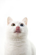 Photo: 猫 猫