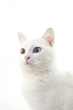 Photo: 猫 猫