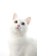 Photo: 猫 猫