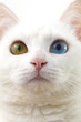 Photo: 猫 猫