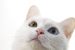 Photo: 猫 猫