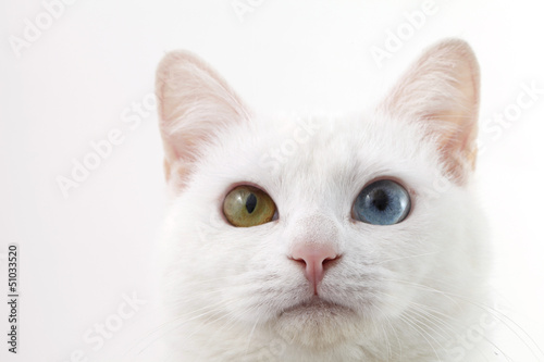 Photo: 猫 猫