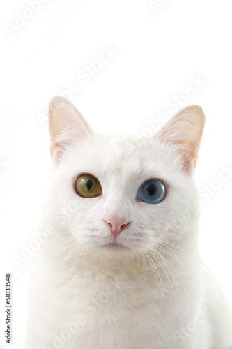 Photo: 猫 猫