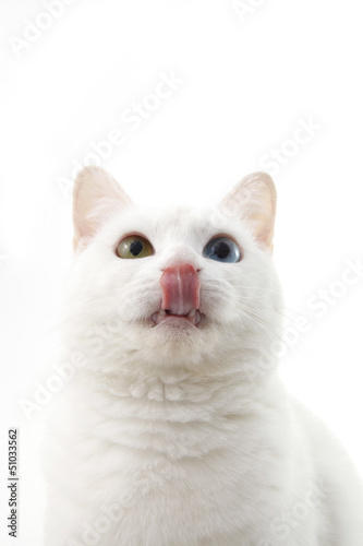 Photo: 猫 猫