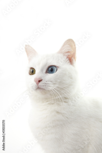 Photo: 猫 猫