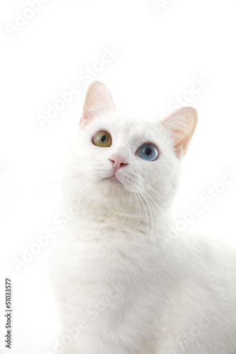 Photo: 猫 猫