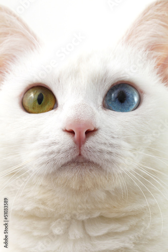 Photo: 猫 猫