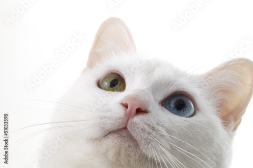 Photo: 猫 猫