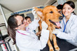 Dog with a group of doctors
