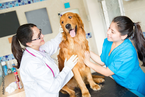 Photo: Dog being examined at the vet Dog being examined at the vet