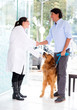 Man handshaking with the vet