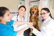 Happy team at the vet