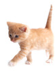 Small red kitten