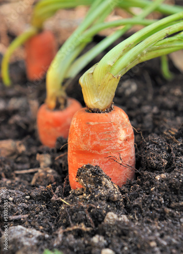 Photo: carottes dans potager carottes dans potager
