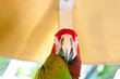 Colourful parrot bird sitting on the perch