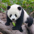 Photo : Cute young panda cub Cute young panda cub