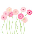 ガーベラの花　ピンク