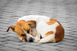 Abandoned dog sleeping on the street