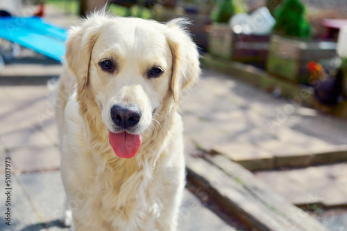 Photo: golden retriever with chicken in garden golden retriever with chicken in garden