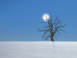 Baum im Schnee